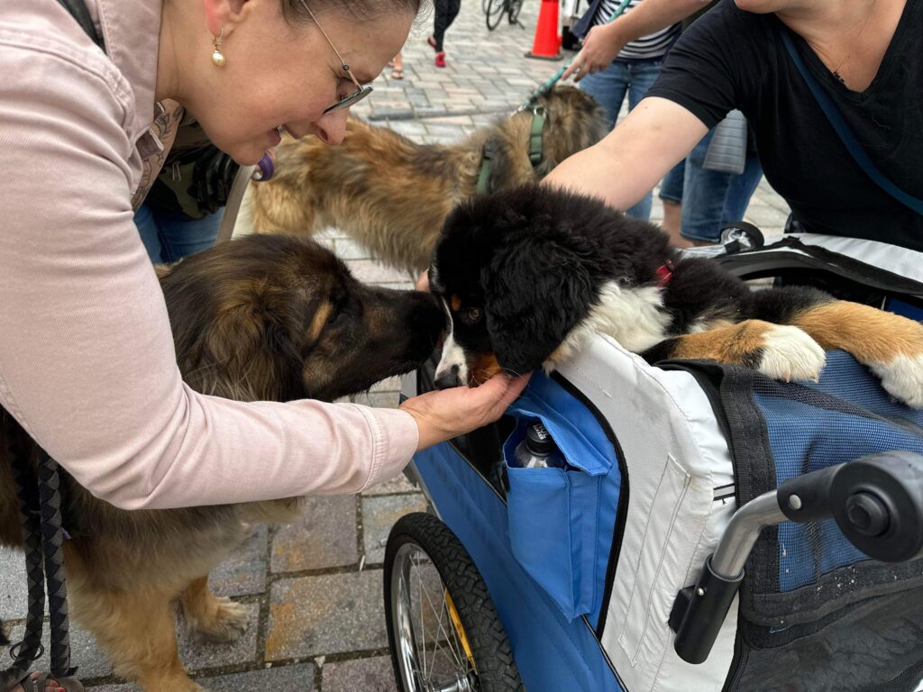 Om House of Business Solutions Svetlana Gertsen - hvalpe